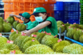 International Standard Durian Export Process 2026: From Farm to China and Global Markets
